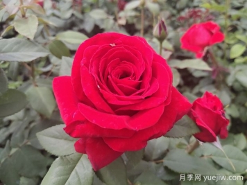 原产中国的玫瑰花(月季花)，是如何成为美国国花的？