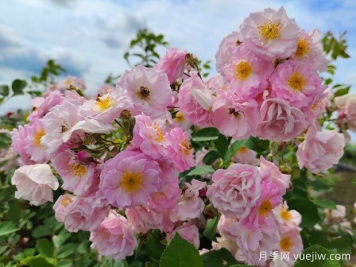 山木香和野蔷薇的辨识区别