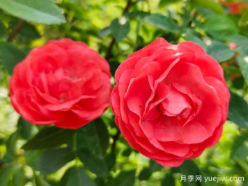 种上木香蔷薇花蛮强爆花，红橙白黄木香你喜欢哪个？