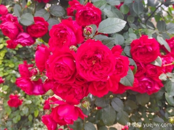 6款红色系的藤本月季品种，适合打造网红花墙