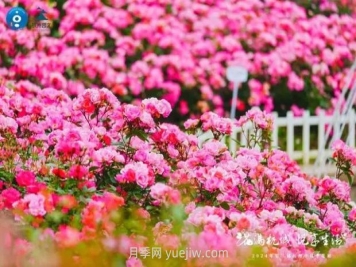 2024年第二届杭州市月季花展举办，赏500万株月季