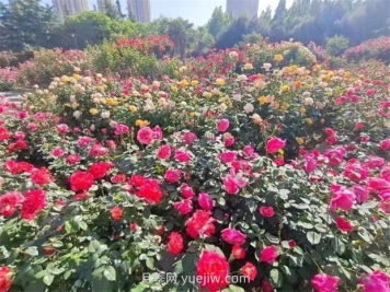 郑州月季公园40万株月季竞相绽放，感受花漾生活