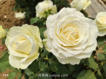 十一朵白玫瑰的花语和寓意
