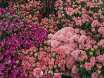 中国6大花市，全国花卉批发市场介绍