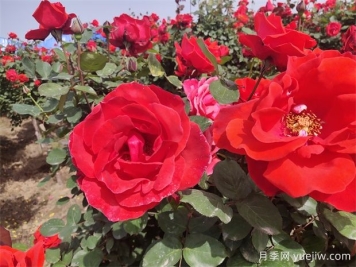 月季、玫瑰、蔷薇分别是什么？如何区别？