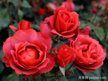 21朵玫瑰：不只是浪漫，还藏着这些深意
