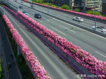 杭州高架月季初开，2024年又到走花路时间