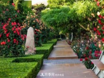 秦皇岛适合养月季花，市花和市树是什么
