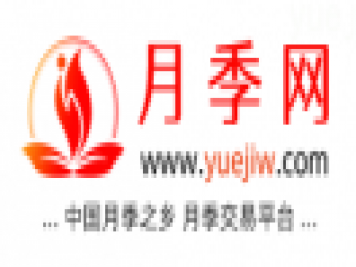 中国上海龙凤419，月季品种介绍和养护知识分享专业网站